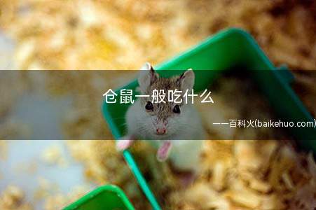 仓鼠一般吃什么
