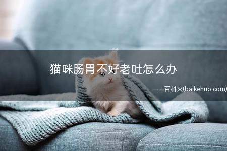 猫咪肠胃不好老吐怎么办(给猫咪调整好饮食结构)