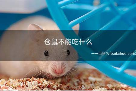 仓鼠不能吃什么(仓鼠吃这两种食物会引起心脏麻痹)