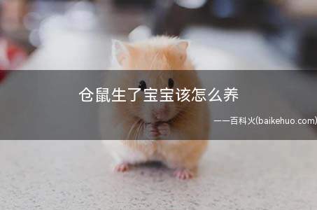 仓鼠生了宝宝该怎么养