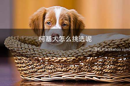 柯基犬怎么挑选呢(柯基犬的日常饲养注意事项)