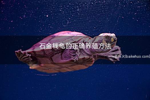 石金钱龟的正确养殖方法(养殖石金钱龟的注意事项)