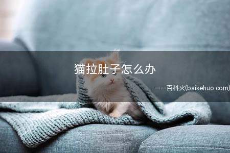 猫拉肚子怎么办(猫咪拉肚子要看猫咪是因为什么原因引起的)