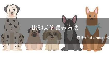 比熊犬的喂养方法(比熊犬饮食调配方法)