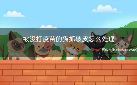 被没打疫苗的猫抓破皮怎么处理