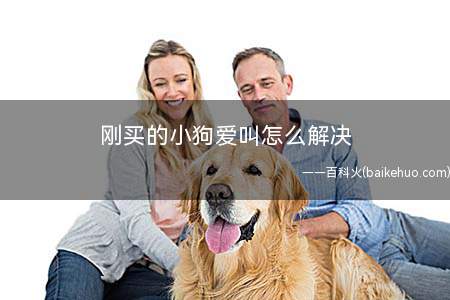 刚买的小狗爱叫怎么解决