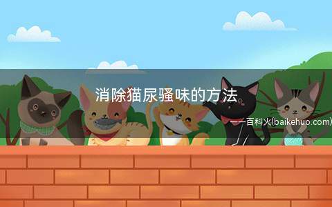 消除猫尿骚味的方法(如何去除猫咪的尿骚味)