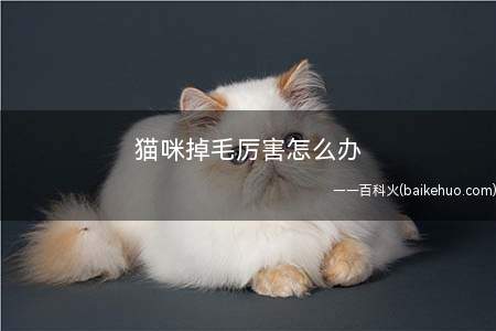 猫咪掉毛厉害怎么办(猫咪掉毛怎么办)