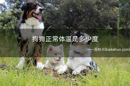 狗狗正常体温是多少度