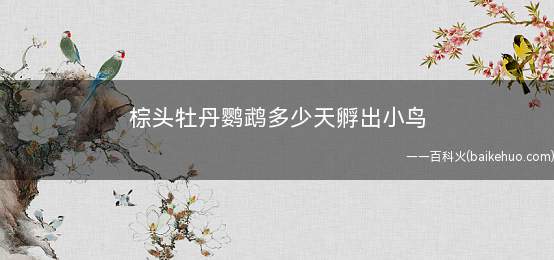 棕头牡丹鹦鹉多少天孵出小鸟