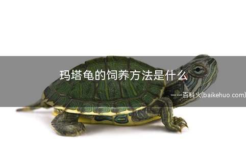 玛塔龟的饲养方法是什么(玛塔龟饲养注意事项)