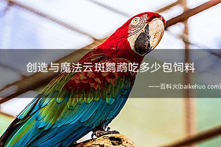 创造与魔法云斑鹦鹉吃多少包饲料(创造与魔法云斑鹦鹉吃最低45包饲料)