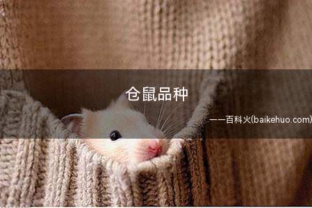 仓鼠品种(宠物仓鼠的品种有哪些)