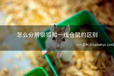 怎么分辨银狐和一线仓鼠的区别(坎氏毛足鼠和银狐仓鼠的区别)