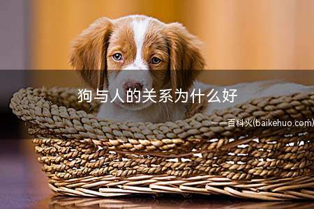 狗与人的关系为什么好(狗的忠诚也赢得了人们广泛的尊敬)