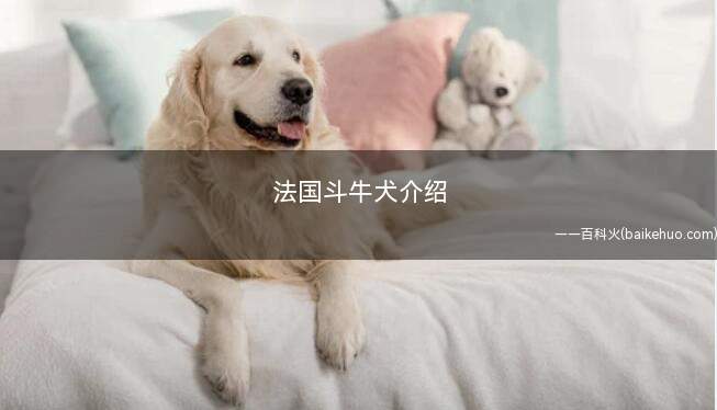 法国斗牛犬介绍