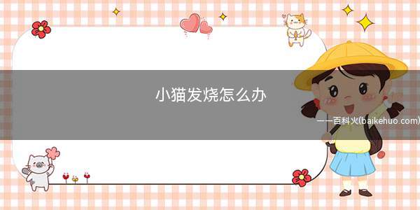 小猫发烧怎么办(猫咪发烧的原因有哪些)