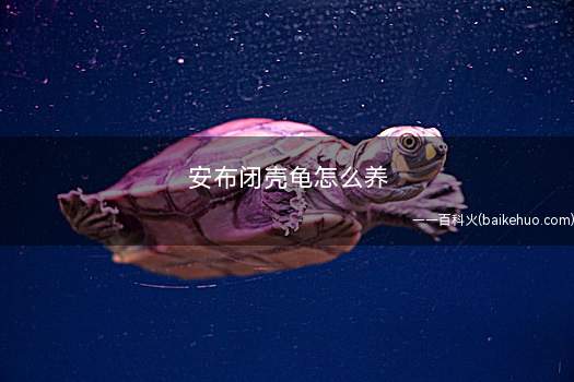 安布闭壳龟怎么养