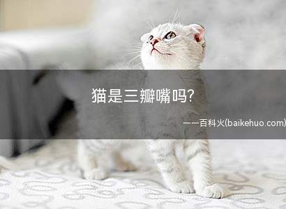 猫是三瓣嘴吗?