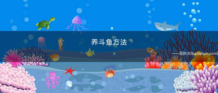 养斗鱼方法(小型玻璃缸中最好能配置一盏小型光线柔和的灯具)