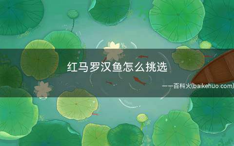 红马罗汉鱼怎么挑选(罗汉鱼苗的魅力有哪些)