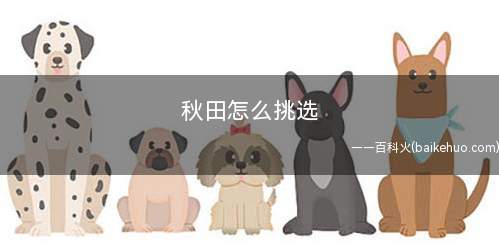 秋田怎么挑选(秋田犬的外形标准有哪些)