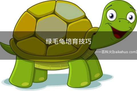 绿毛龟培育技巧(绿毛龟的绿毛梳理及修剪)