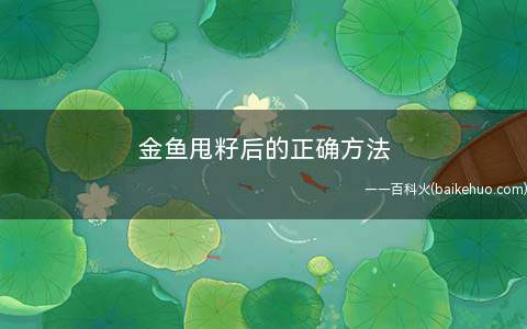 金鱼甩籽后的正确方法(金鱼甩籽需要注意什么)