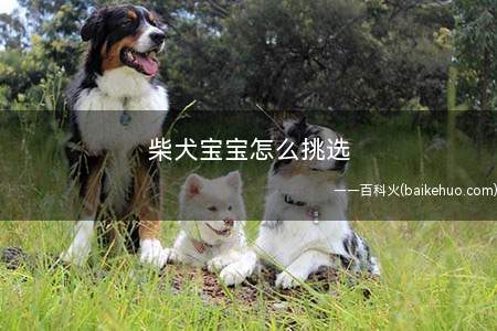 柴犬宝宝怎么挑选(如何辨识不称职的柴犬饲主)