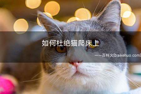 如何杜绝猫爬床上的现象