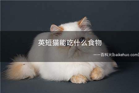 英短猫能吃什么食物