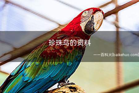 珍珠鸟的资料