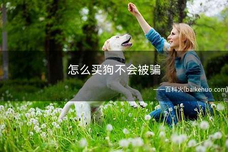 怎么买狗不会被骗