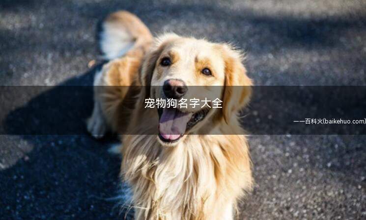 宠物狗名字大全(2019年十大美食排行榜)