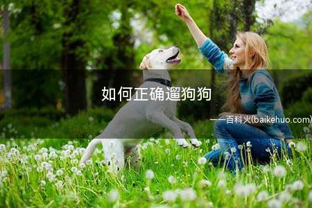 如何正确遛狗狗(带幼犬外出散步的注意事项)
