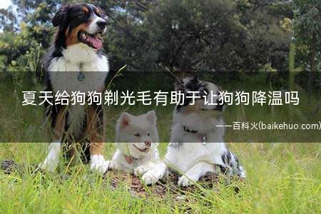 夏天给狗狗剃光毛有助于让狗狗降温吗(夏天给狗狗剃毛是有助于降温的)
