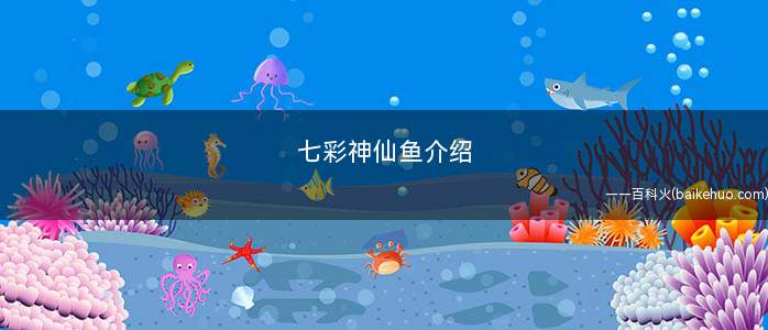 七彩神仙鱼介绍(七彩神仙鱼和盘丽鱼的区别)
