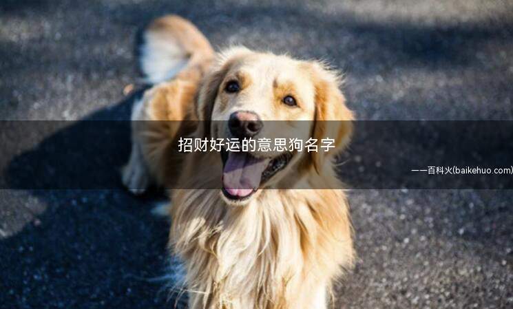 招财好运的意思狗名字(狗狗起名的几种含义)