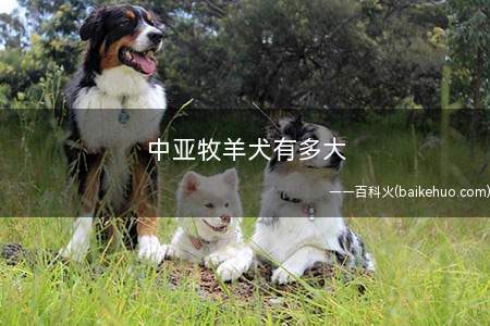 中亚牧羊犬有多大(中亚牧羊犬的饲养要求)