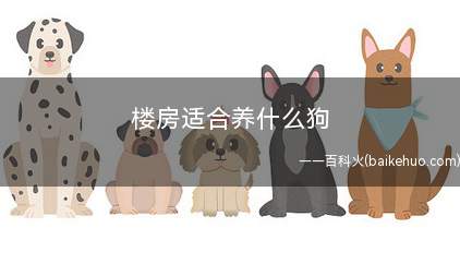 楼房适合养什么狗