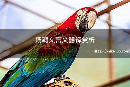 鹦鹉文言文翻译赏析(山梁货店的鹦鹉十分聪明)