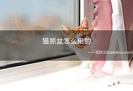 猫抓盆怎么用的(猫咪使用猫砂盆的注意事项)