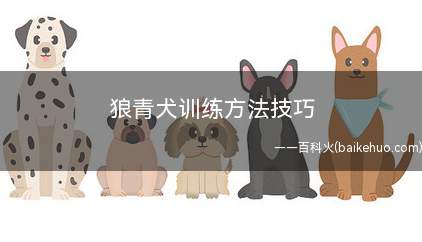 狼青犬训练方法技巧(幼犬训练需要注意什么)