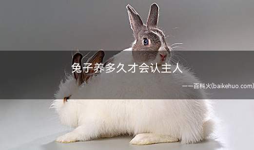 兔子养多久才会认主人(兔子如何培养感情)