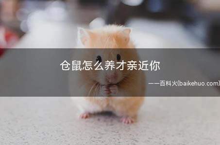 仓鼠怎么养才亲近你
