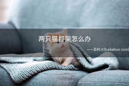两只猫打架怎么办(猫咪对食物产生欲望的影响)