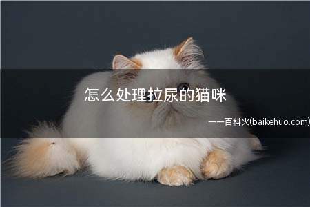 怎么处理拉尿的猫咪