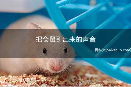 把仓鼠引出来的声音(几乎没什么声音能吸引仓鼠)