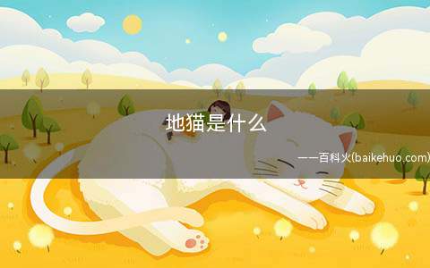 地猫是什么(名家居世博园首次举行“地猫在行动”大型促销活动)