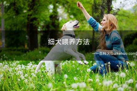细犬喂养方法(幼犬的饲养管理)